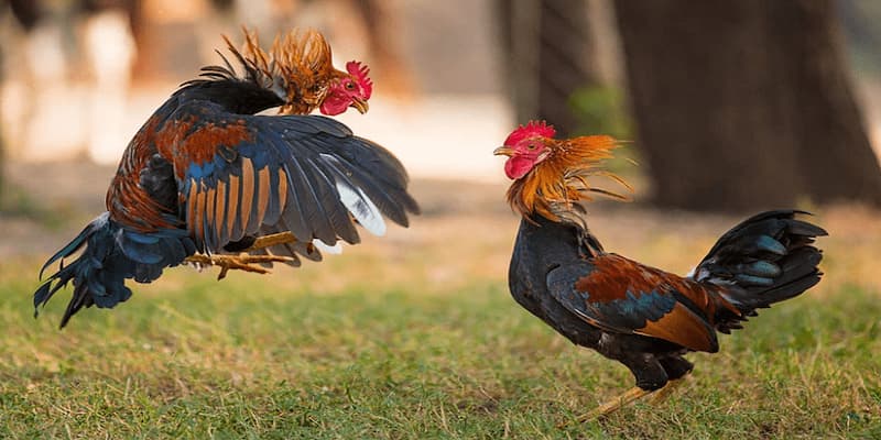 Giới thiệu về Đá Gà ISC tại FM88