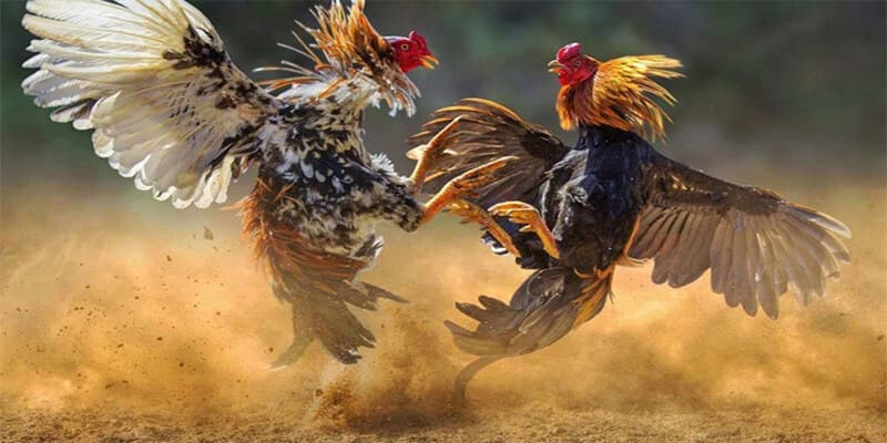 Các Loại Cược trong Đá Gà ISC tại FM88